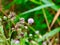 Cirsium Thistle Purple Wildflower Weed Growing in a Prairie Meadow