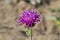 Cirsium Tuberosum