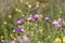 Cirsium tuberosum purple flowers