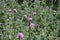 Cirsium vulgare, also known as spear thistle, bull thistle, or common thistle