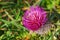 Cirsium vulgare flower, the spear thistle, bull thistle, or common thistle, selective focus