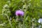 Cirsium vulgare, Spear thistle, Bull thistle, Common thistle,