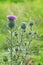 Cirsium vulgare, Spear thistle, Bull thistle, Common thistle,