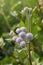 Cirsium vulgare, Spear thistle, Bull thistle, Common thistle