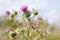 Cirsium vulgare, Spear thistle, Bull thistle, Common thistle