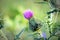 Cirsium vulgare, Spear thistle, Bull thistle, Common thistle, short lived thistle plant with spine tipped winged stems and leaves