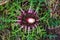 Cirsium vulgare, Spear thistle, Bull thistle, Common thistle, short lived thistle plant with spine tipped winged stems and leaves