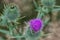 Cirsium vulgare, spear thistle, bull thistle flower