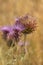 Cirsium vulgare or the spear thistle plant