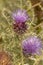 Cirsium vulgare or the spear thistle plant