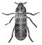 Cis Beetle, vintage engraving