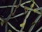 Cissus quadrangularis adamant creeper fruiting vine