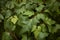Cissus rhombifolia foliage