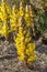 Cistanche phelypaea autoctone plant species in Algarve Ria Formosa Park, Natural habitat. It is a worldwide genus of