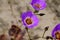 Cistanthe grandiflora, better known as Pata de Guanaco