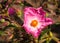 Cistus argenteus \\\'Silver Pink\\\'