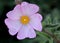 Cistus argenteus \'Silver Pink\', Rock rose