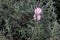 Cistus argenteus \'Silver Pink\', Rock rose