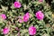 Cistus crispus Commonly know as curled-leaved rock rose, is a shrubby species of flowering plant in the family Cistaceae , with