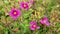 Cistus crispus - Crispus Rockrose - pink wild flowers