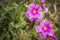 Cistus crispus (Crispus Rockrose) pink wild flowers