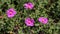 Cistus crispus Crispus Rockrose pink wild flowers in nature