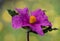 Cistus crispus curled leaved rock rose plant with deep purple pink flowers with stamens and orange pistil on homogeneous green