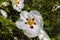 Cistus decorative flowering shrub with white flowers.