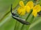 Cistus Forester Moth