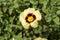 Cistus x halimiocistus wintonensis `Merrist Wood Cream