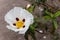 Cistus ladanifer brown-eyed flower and leaves