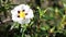 Cistus ladanifer brown-eyed rockrose wild flower in nature