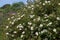 Cistus ladanifer or gum rockrose abundantly flowering plants