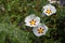Cistus ladanifer white spotted flowers with crumpled petals