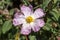 Cistus x lenis `Grayswood Pink`