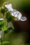 Cistus Lucitanica Decumbens flowering in an English Garden