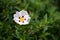 Cistus Lucitanica Decumbens flowering in an English garden