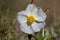 Cistus monspeliensis - Black jagz is a plant in the cystaceae family. White flower.