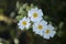 Cistus monspeliensis flower