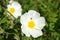 Cistus Monspeliensis Flower with Little Spider