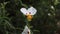 A Cistus Plant Shedding its Petals