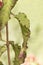 Cistus populifolius, male deer rockrose leaves buds red green stems young spring shoots on deep green defocused background