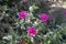 Cistus pulverulentus or magenta rock rose or cistus crispus flowers