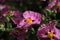 Cistus purpureus