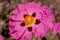 Cistus purpureus, commonly known as orchid rockrose