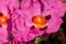 Cistus purpureus, commonly known as orchid rockrose