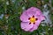 Cistus Purpureus flowering in a garden in Cornwall