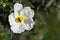 Cistus or rockrose flower known as rockrose, steppe or jaguarzo