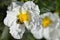 Cistus or rockrose flower known as rockrose, steppe or jaguarzo