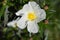 Cistus or rockrose flower known as rockrose, steppe or jaguarzo